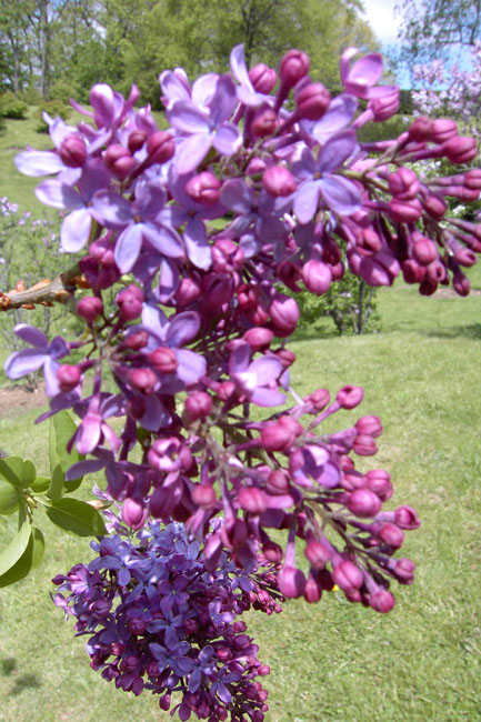 "Ville d'Troyes"  Syringa vulgaris